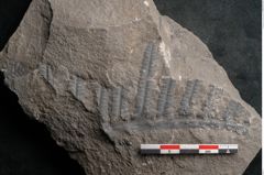 Foto (Detailansicht) von Cyatheites schlotheimii St. (NHMW-GEO-2024-0188-10829)